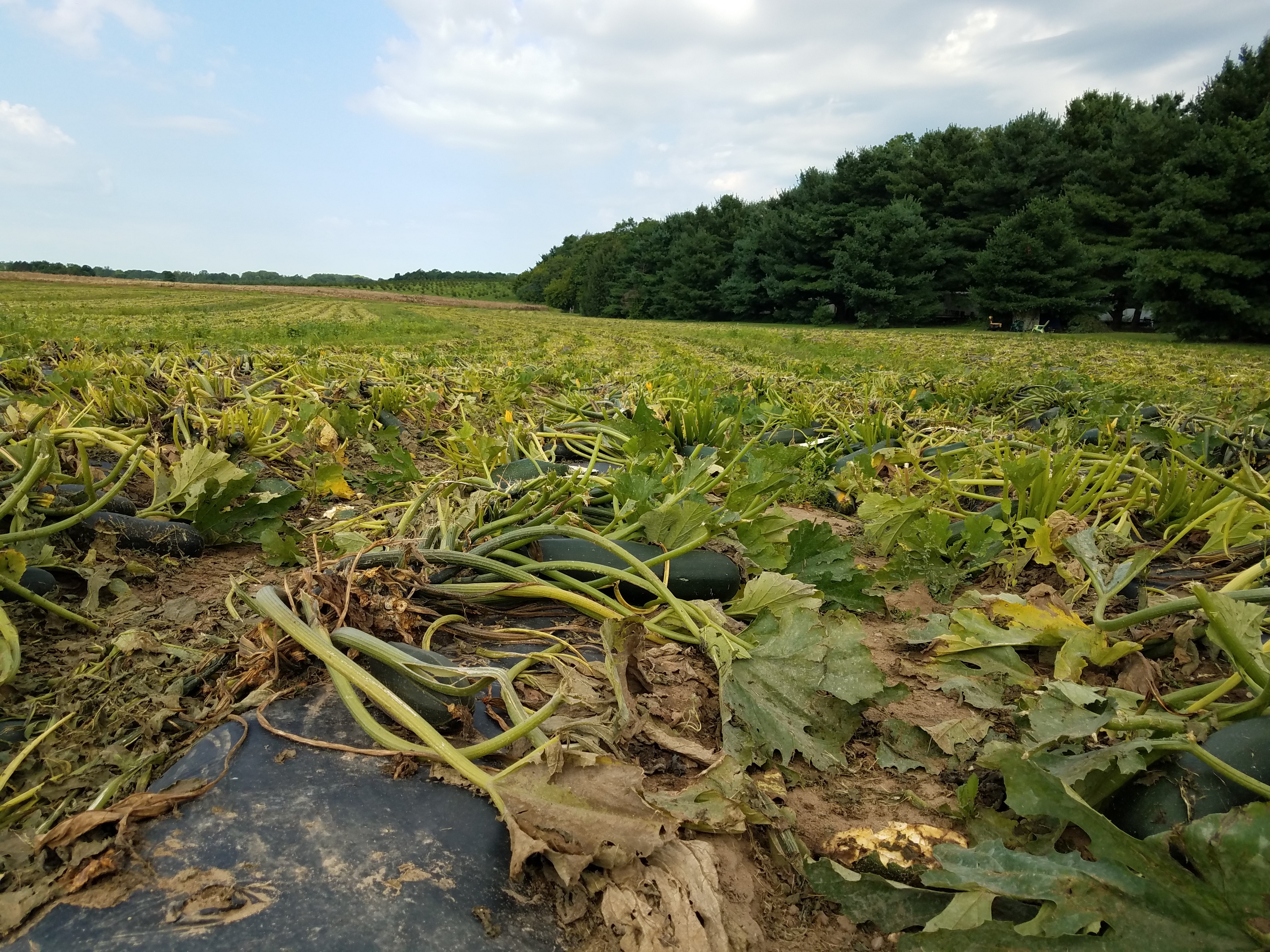 Zucchini field